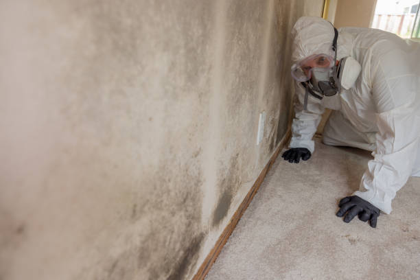 Best Commercial Mold Inspection  in Lone Jack, MO